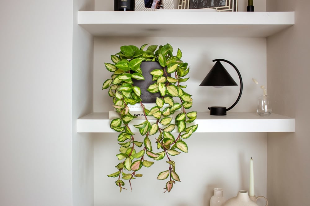 A trailing hoya plant in a black clay pot on a shelf in a living room